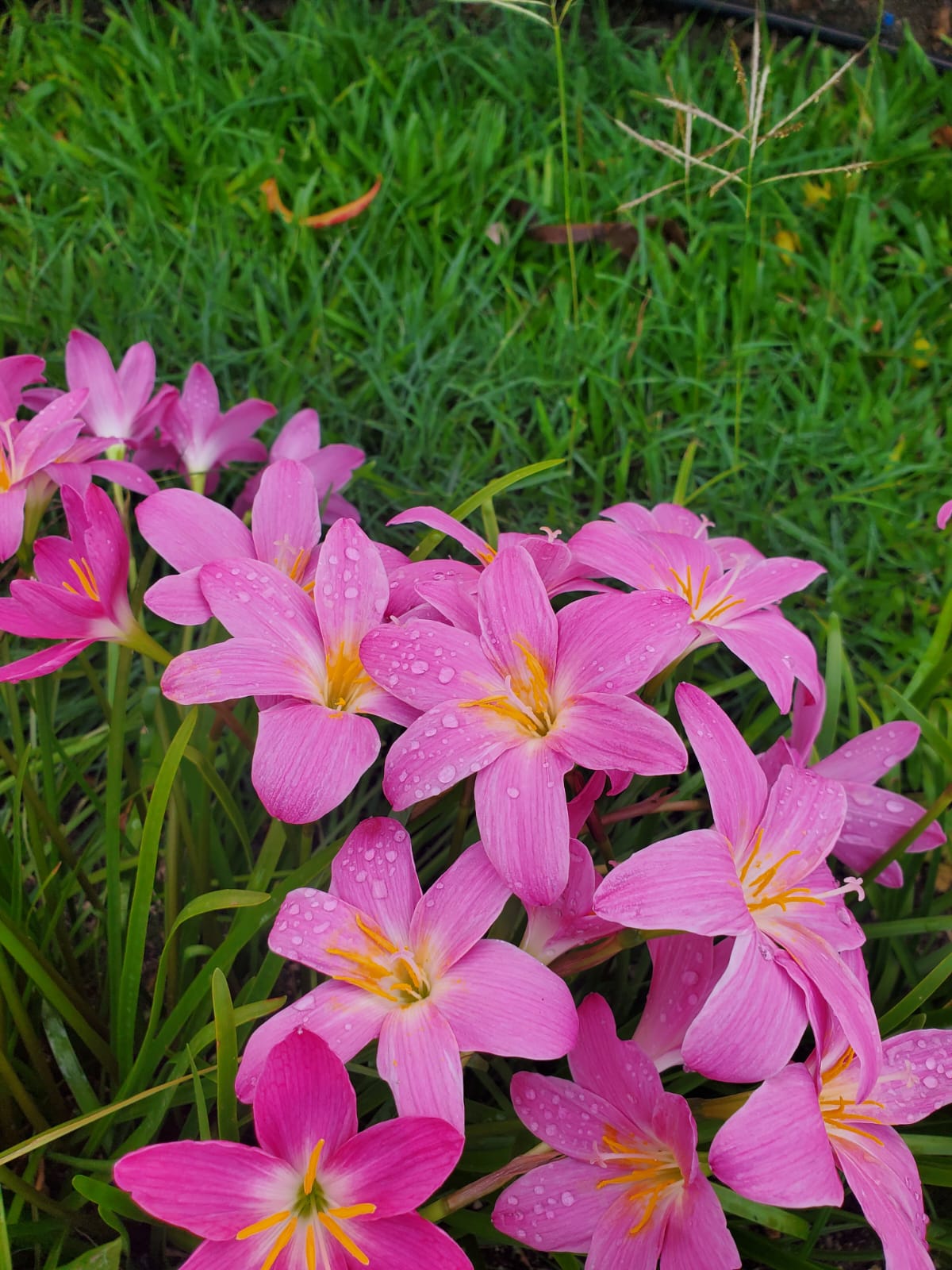 IMG-20240706-WA0010 - Rain Lillies